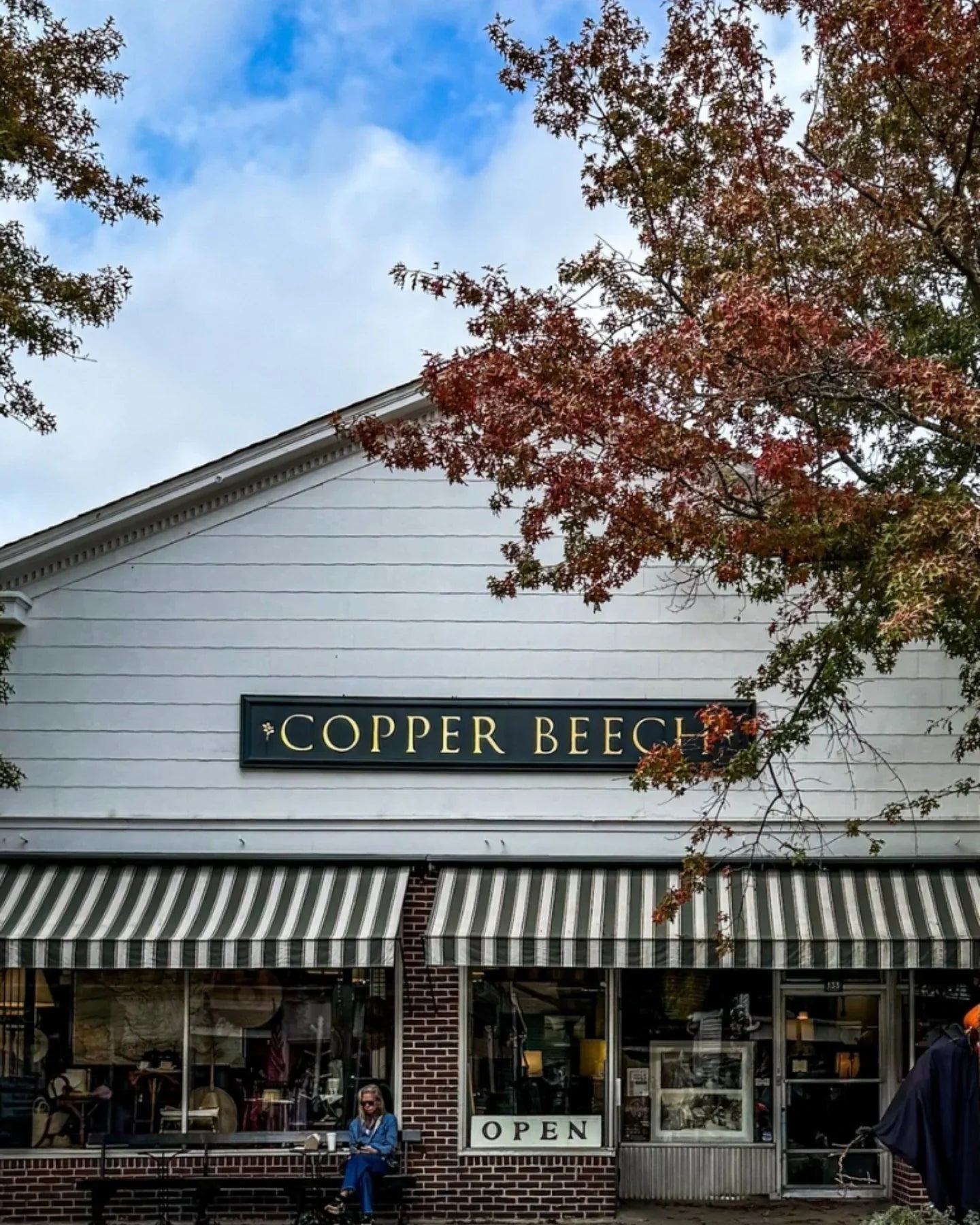 Copper Beech